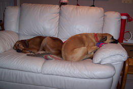 Dee Dee and Grendel and getting to be friends