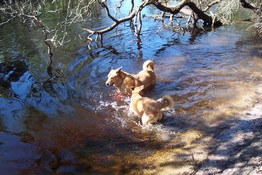 Playing like puppies in the water