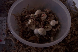 Those are four little albino heads poking out