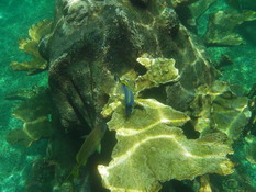 A gorgeous shot in the shark reef