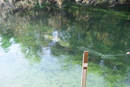 The manatee on the right has a tracking tag on his tail