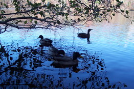 One of Alex's duck shots