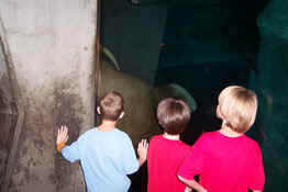 That's a HUGE walrus on the other side of the glass