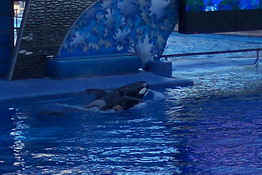 Mother and baby killer whales.