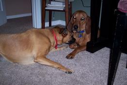 Grendel can't figure out what's wrong with her best buddy