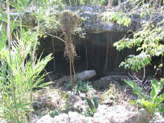 The entrance to the cave.  Those things hanging down are the roots of the trees above ground.