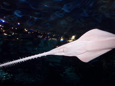 A sawtooth's belly