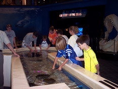 Handling the horseshoe crabs