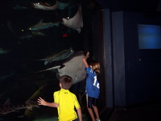 Alex was "swimming" with this one along the glass