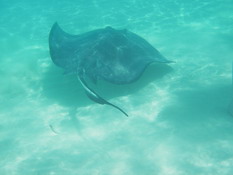 One of the rays just hanging around.