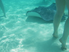 They would just swim around our legs!