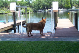 Boo LOVES going to the River, especially without the girls!