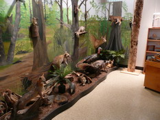 Florida native animals