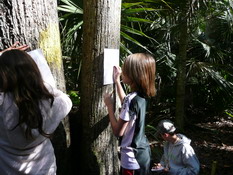 Making a rubbing of a basswood tree