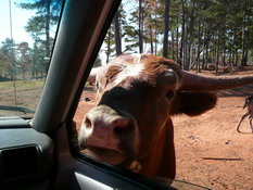 I had no idea cows' heads were so BIG!