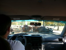 Interesting road block