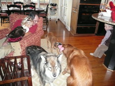 Look at Mark and Kate watching the dogs play