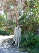 These were all over the place - the trunk of a palm tree growing WITHIN the trunk of another plant