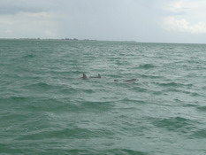 Three of our dolphin friends