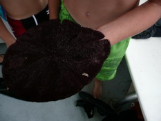 The big purple sand dollars were covered in baby crabs!