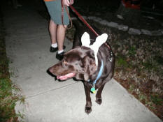 Bingo the bunny