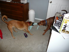 I can spend a fortune on dog toys, but give them a knotted towel and they're happy as can be