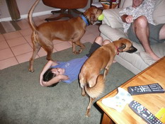 Surrounded by playful dogs.  Ack!
