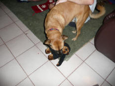 Grendel got a new monkey (she killed the last one)