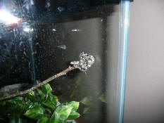 A brave little guy