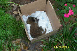 Stripes waiting to go to his new home