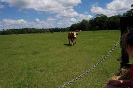 This flippin cow was actually chasing the hay ride!