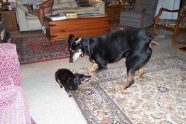 Aydee and Trouble trying to play