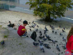 Alex feeding the black swans