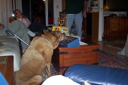 That box Boo's chin is on is a Hickory Farms gift box - nothing like a subtle hint instead of all-out begging!
