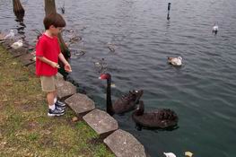 Patch made friends with the black swans