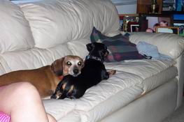 Their dogs just love to snuggle!