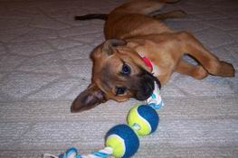 Learning what she IS allowed to chew