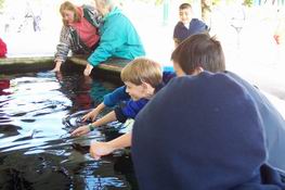 Petting stingrays