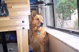 Back on guard duty