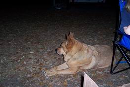 Boo on sentry duty