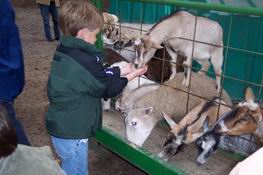 This goat kept standing on top of the sheep to get fed!