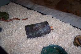 Cassey and Zeke are poking their heads out of the log together.  Arrow is stretched out on the left.