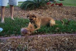 Grendel pulling the husk off - this process used up the entire yard and several tug-of-wars with Boo.