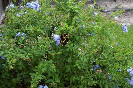 He was very excited to get pics of the butterfly