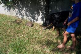 This is how Trouble and the turle made their way along the entire back fence.
