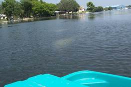 Those gray shaddows are mommy and baby manatees - this is taken from the paddle boat off the back yard