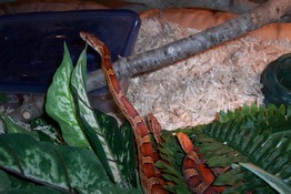Ssssssssslithering by