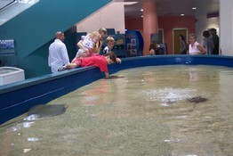 Patch almost had to get in the water to pet the stingray