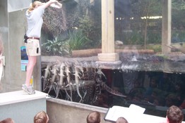 A swarm of baby alligators being fed - YIKES!