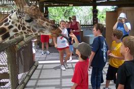 It's all Patrick can do to bring himself to put the food on the giraffe's tongue